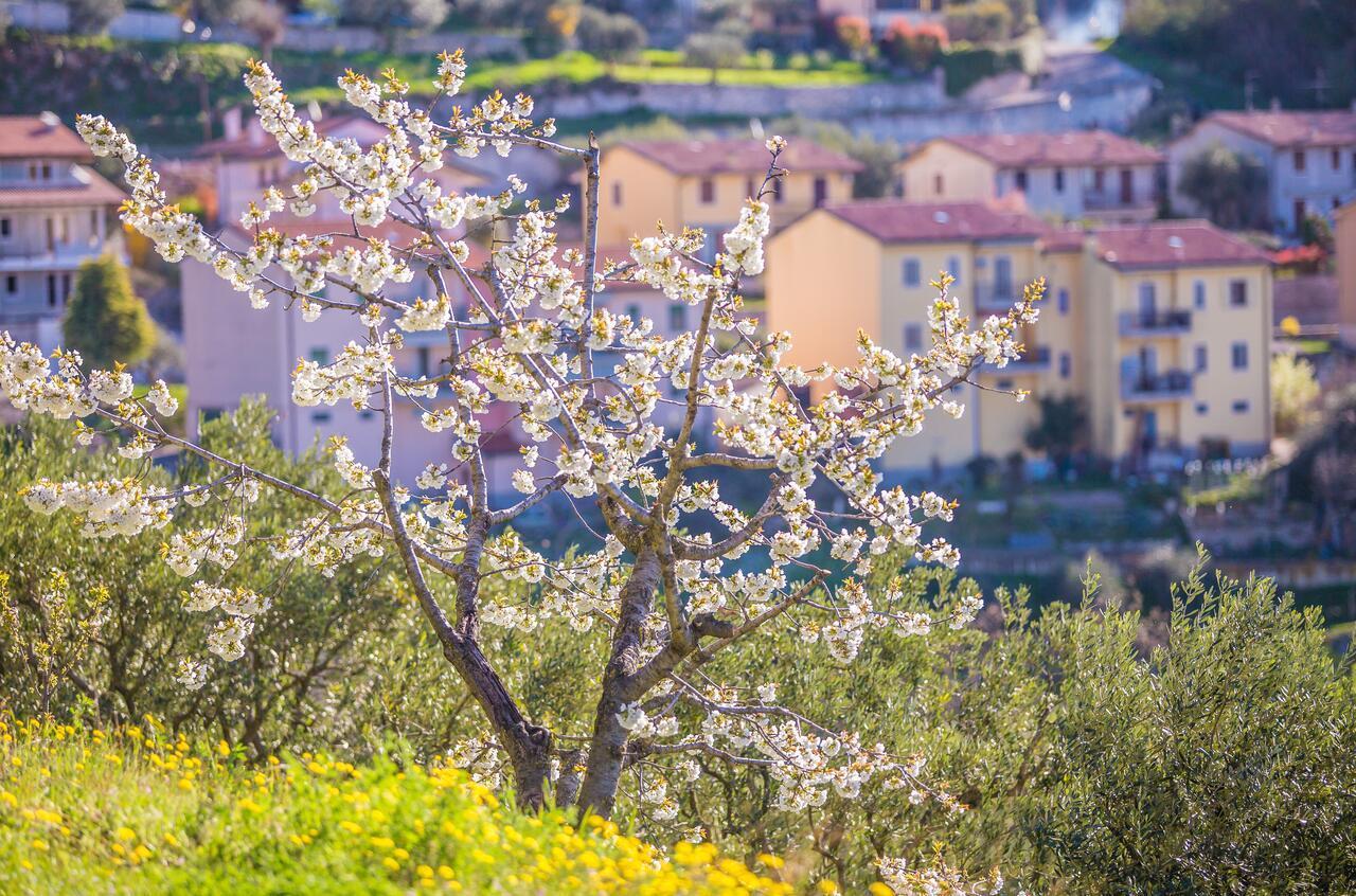 Valpolicella Homes Recioto Apartment SantʼAmbrogio di Valpolicella Buitenkant foto